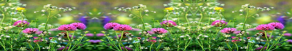 Flowers and Bees are the humble beginning of a Beezy Wrap® beeswax food wrap