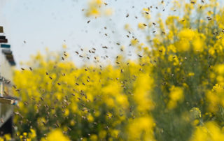 bees returning to their hives from yellow flowers