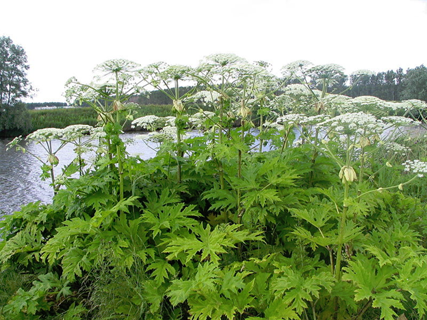 Beware Giant Hogweed